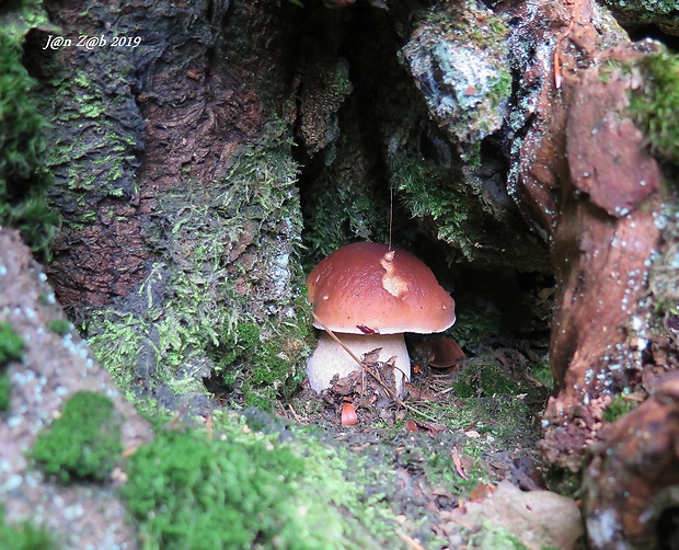 hríb smrekový Boletus edulis Bull.