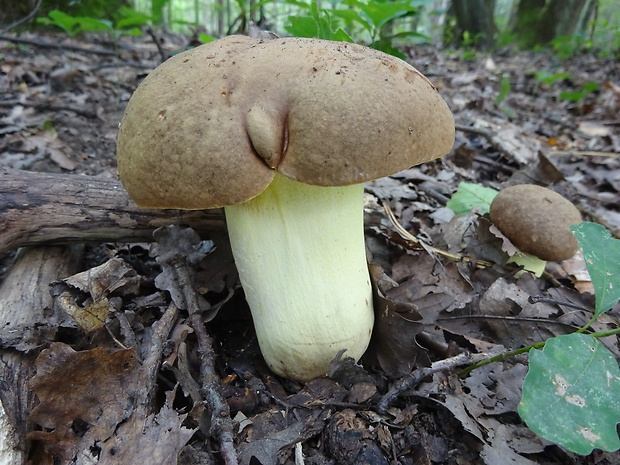 hríb príveskatý Butyriboletus appendiculatus (Schaeff. ex Fr.) Secr.