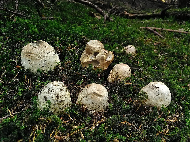 náramkovka cisárska Catathelasma imperiale (P. Karst.) Singer