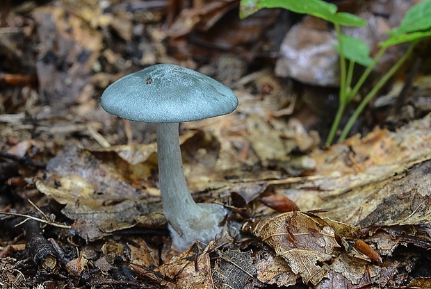 strmuľka anízová Clitocybe odora (Bull.) P. Kumm.