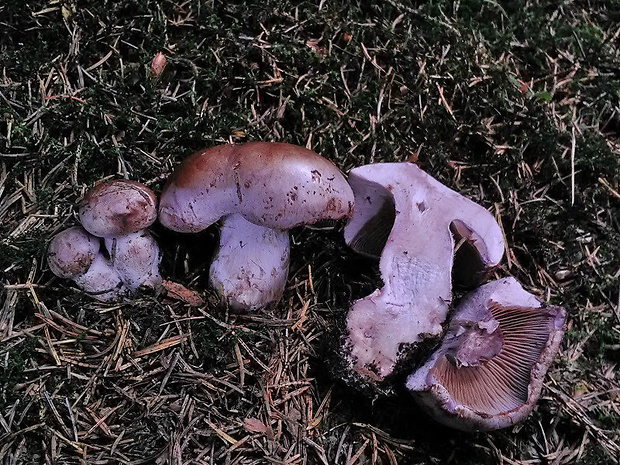 pavučinovec Cortinarius sp.