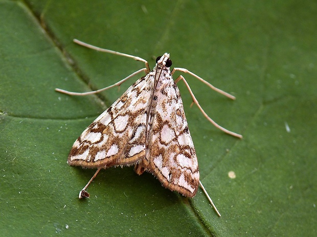 vijačka leknová Elophila nymphaeata