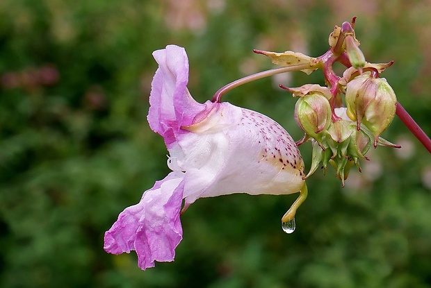 netýkavka žliazkatá Impatiens glandulifera Royle