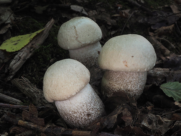 kozák topoľový Leccinum duriusculum (Schulzer ex Kalchbr.) Singer