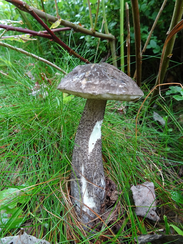 kozák čierny Leccinum melaneum (Smotl.) Pilát & Dermek