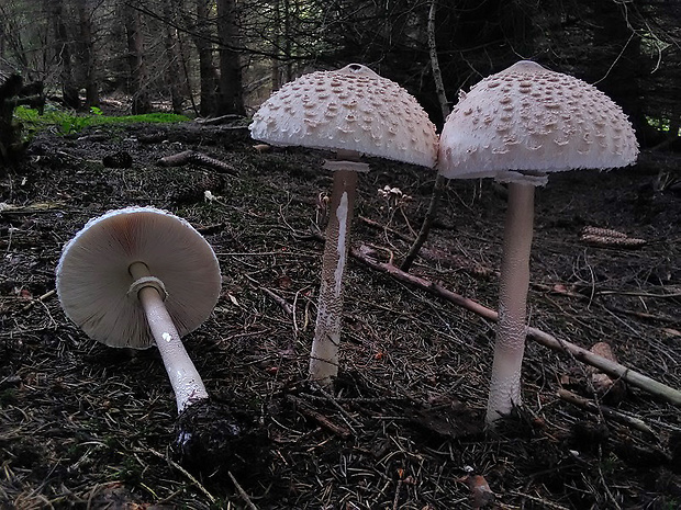 bedľa vysoká Macrolepiota procera (Scop.) Singer