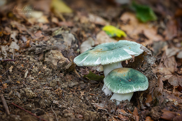 plávka zelenkastá Russula virescens (Schaeff.) Fr.