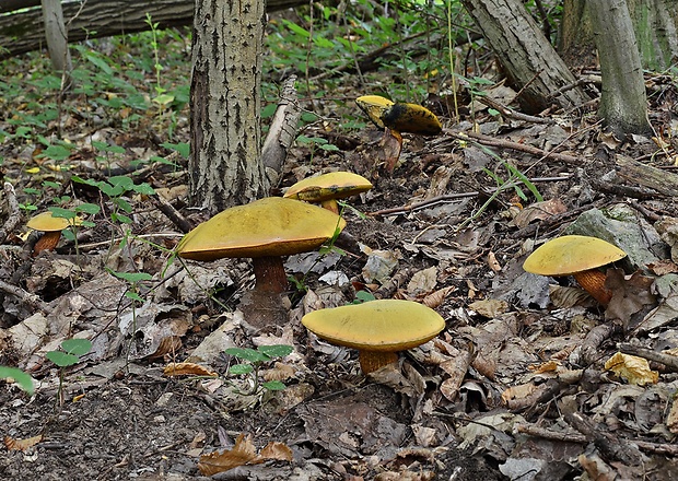 hríb siný Suillellus luridus (Schaeff.) Murrill