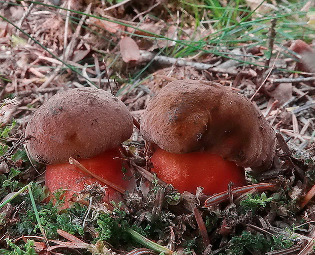 hríb zrnitohlúbikový Sutorius luridiformis (Rostk.) G. Wu & Zhu L. Yang