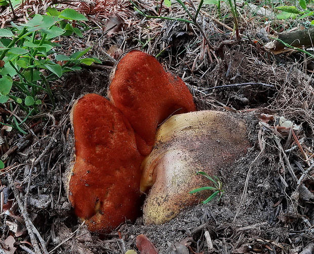 hríb zrnitohlúbikový Sutorius luridiformis (Rostk.) G. Wu & Zhu L. Yang