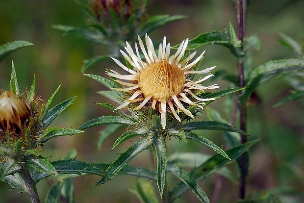 krasovlas obyčajný Carlina vulgaris L.