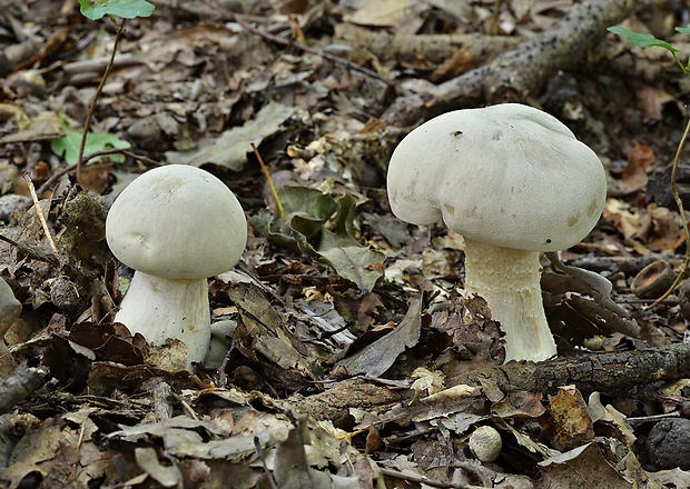 hodvábnica veľká Entoloma sinuatum (Bull.) P. Kumm.