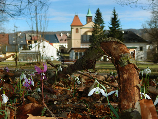 kandik psí Erythronium dens-canis L.