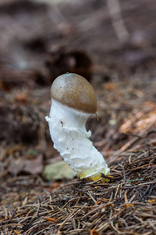 sliziak mazľavý Gomphidius glutinosus (Schaeff.) Fr.