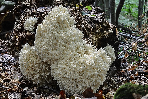 koralovec bukový Hericium coralloides (Scop.) Pers.