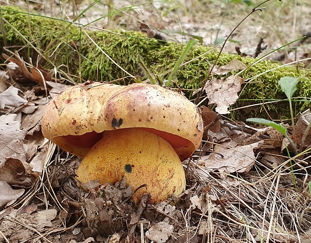 hríb vínovočervený Imperator rhodopurpureus Smotl.