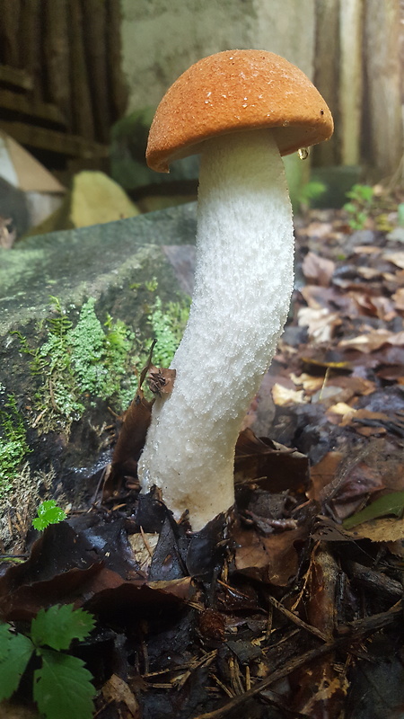 kozák osikový Leccinum albostipitatum den Bakker & Noordel.