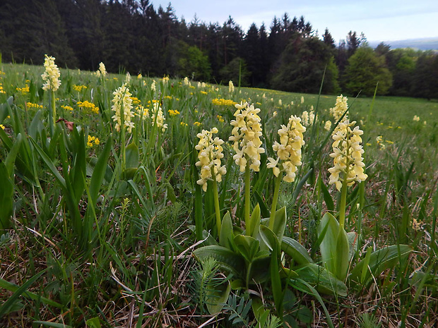 vstavač bledý Orchis pallens L.