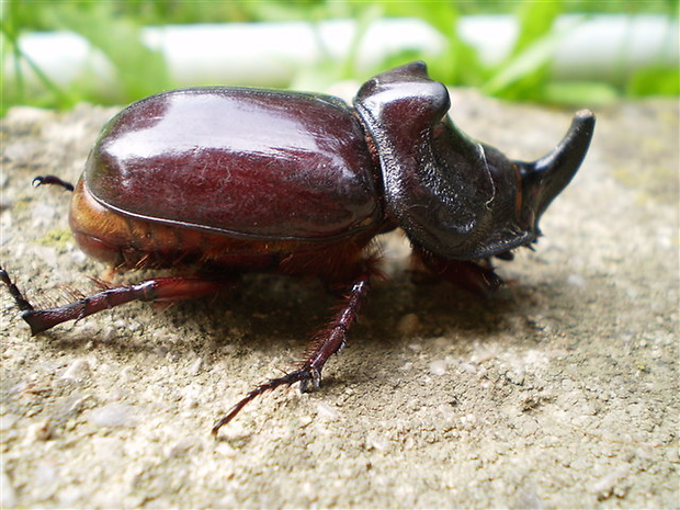 nosorožtek obyčajný Oryctes nasicornis