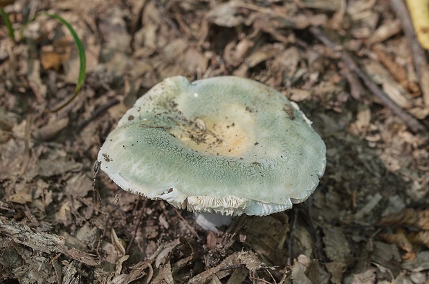 plávka zelenkastá Russula virescens (Schaeff.) Fr.