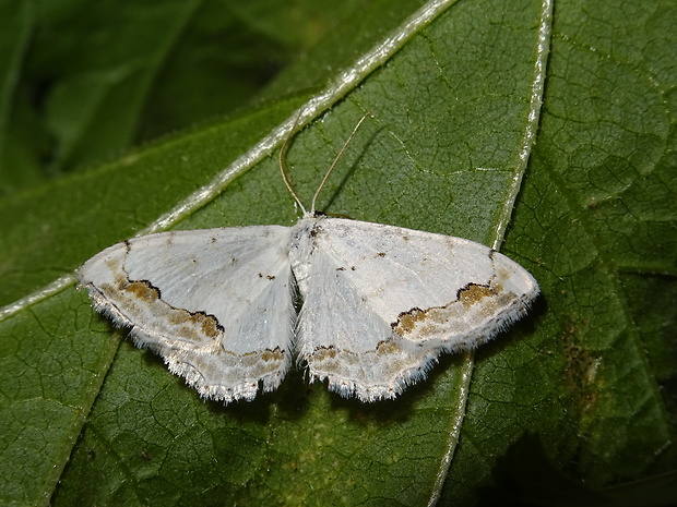 piadica okrášlená Scopula ornata