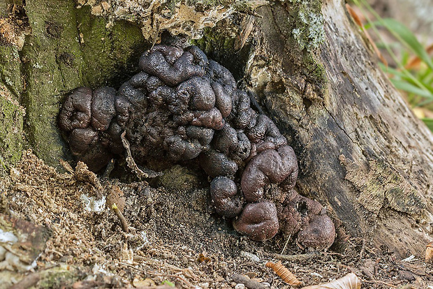 drevnatec Xylaria sp.