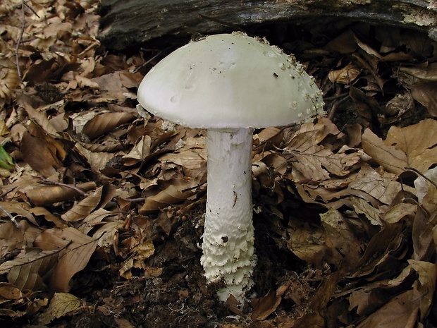 muchotrávka ostnatá Amanita echinocephala (Vittad.) Quél.