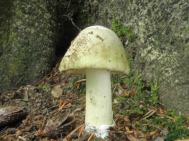 muchotrávka zelená Amanita phalloides (Vaill. ex Fr.) Link