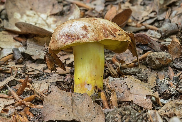 zlatohríb úhľadný Aureoboletus gentilis (Quél.) Pouzar