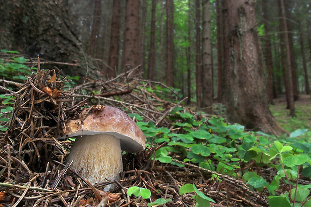 hríb smrekový Boletus edulis Bull.