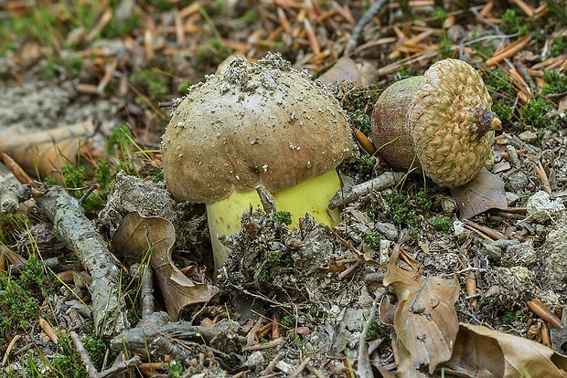 hríb príveskatý Butyriboletus appendiculatus (Schaeff. ex Fr.) Secr.