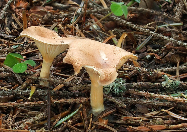 strmuľka lievikovitá Clitocybe gibba (Pers.) P. Kumm.