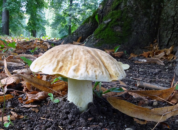 hríb jamkatý Hemileccinum depilatum (Redeuilh) Šutara