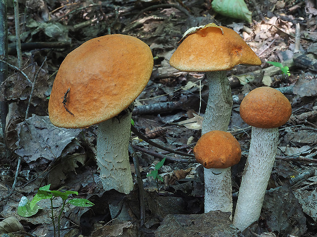 kozák osikový Leccinum albostipitatum den Bakker & Noordel.