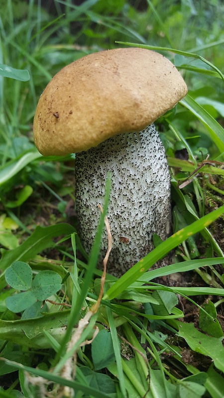 kozák žltooranžový Leccinum versipelle (Fr. & Hök) Snell