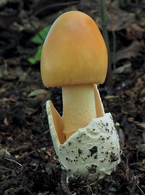 muchotrávka oranžová Amanita crocea (Quél.) Singer