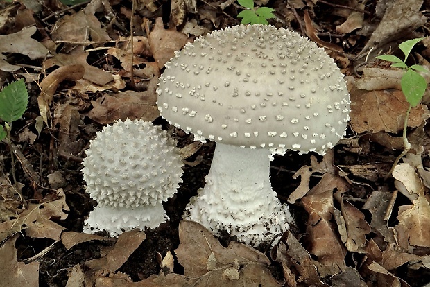 muchotrávka ostnatá Amanita echinocephala (Vittad.) Quél.