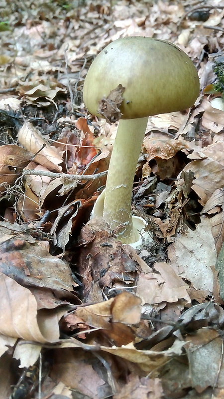 muchotrávka zelená Amanita phalloides (Vaill. ex Fr.) Link