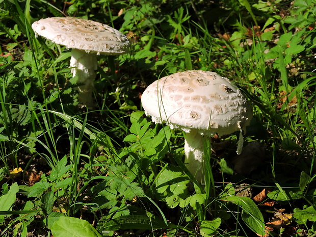 muchotrávka šiškovitá Amanita strobiliformis Gonn. & Rabenh.