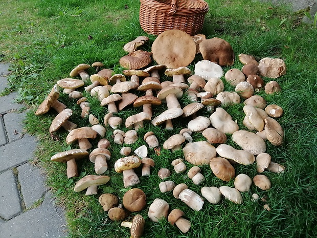 hríb dubový Boletus reticulatus Schaeff.