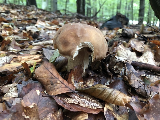 hríb dubový Boletus reticulatus Schaeff.