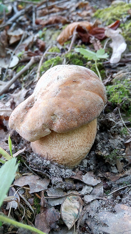 hríb dubový Boletus reticulatus Schaeff.