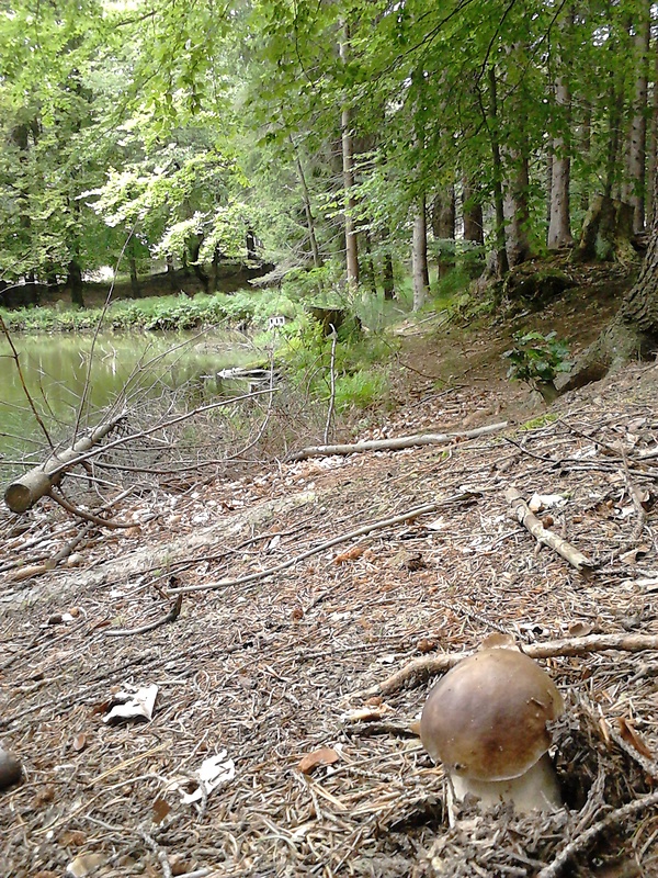 hrib nad jazierkom Boletus sp.