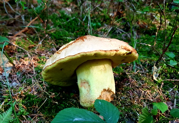 hríb horský Butyriboletus subappendiculatus (Dermek, Lazebn. & J. Veselský) D. Arora & J.L. Frank