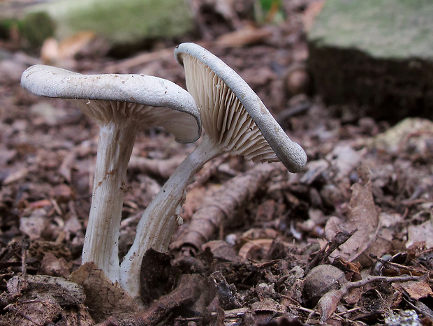 strmuľka anízová Clitocybe odora (Bull.) P. Kumm.