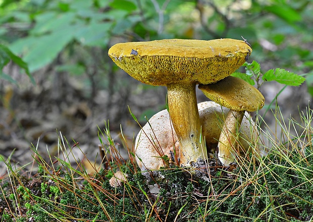 suchohríb cudzopasný Pseudoboletus parasiticus (Bull.) Šutara