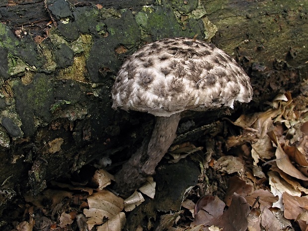 šiškovec šupinatý Strobilomyces strobilaceus (Scop.) Berk.