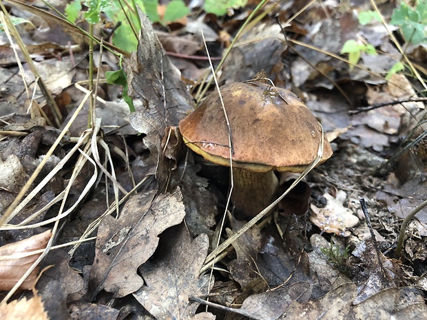 hríb zrnitohlúbikový Sutorius luridiformis (Rostk.) G. Wu & Zhu L. Yang