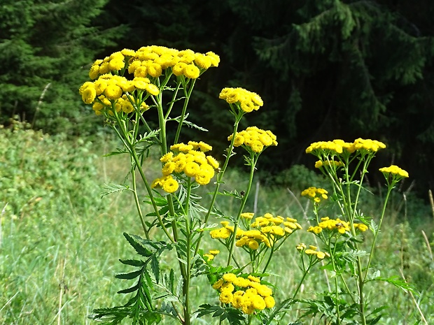 vratič obyčajný Tanacetum vulgare L.