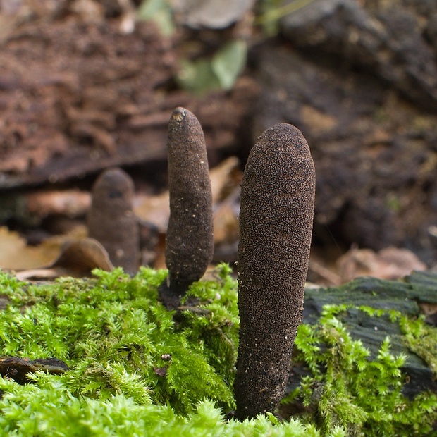 drevnatec štíhly Xylaria longipes Nitschke